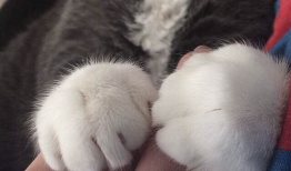 猫爪视频,揭秘猫咪日常生活的趣味瞬间